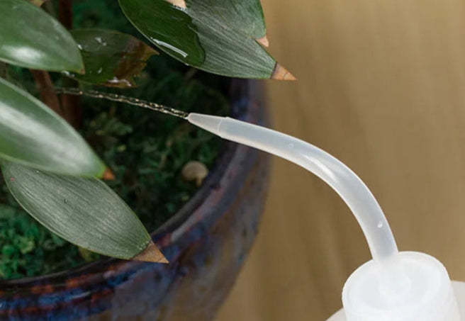 Precision Watering Bottle for Succulents & Houseplants