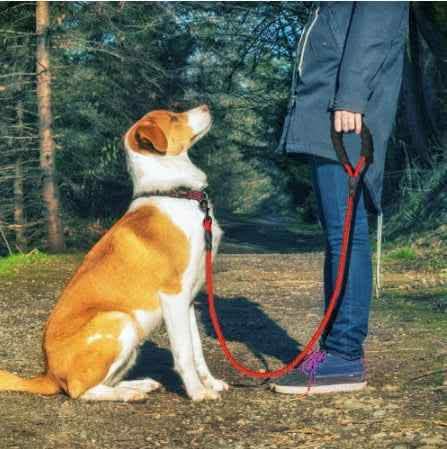 Reflective Dog Leash - Nylon Pet Training Rope for All Sizes - Vezir